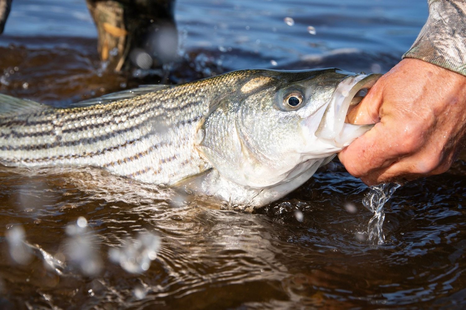Striper & Catfish Combo on Lake Texoma with Adventure Pursuit Outfitters